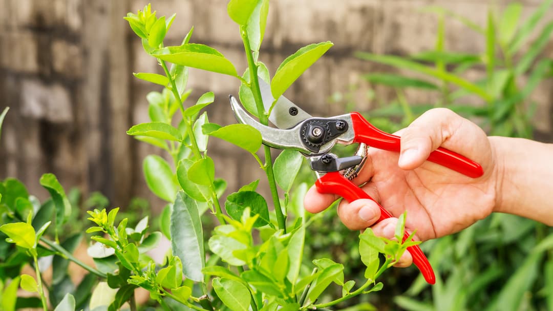 Mantenimiento de jardines